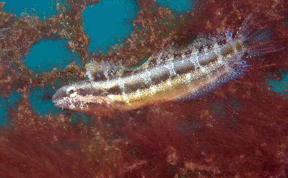 Image of Short-head Sabretooth Blenny