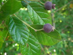 Image of Campomanesia dichotoma (Berg) Mattos