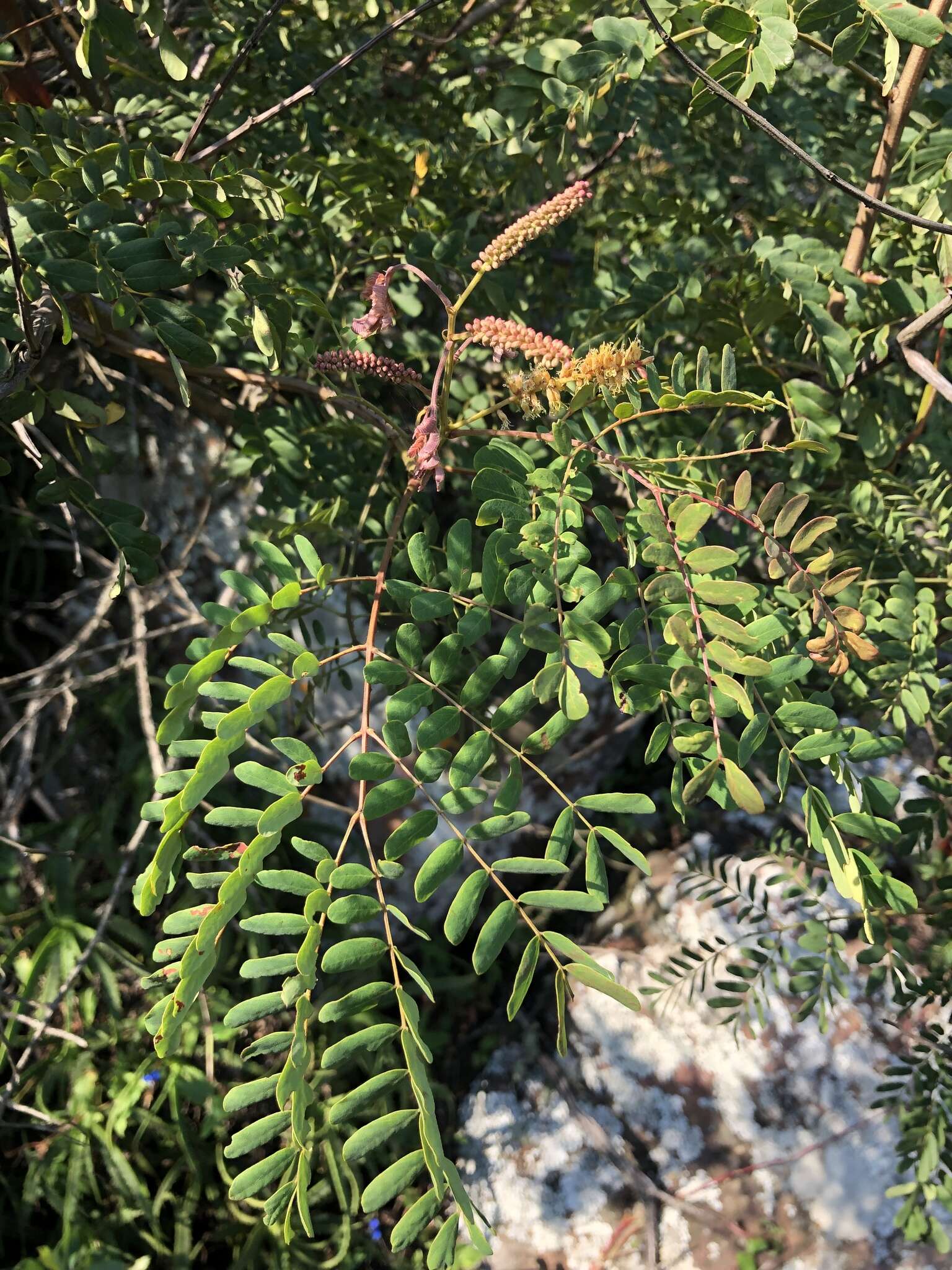 Adenopodia spicata (E. Mey.) C. Presl的圖片