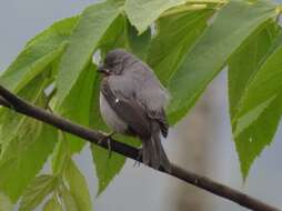 Image of Chestnut-bellied Seedeater