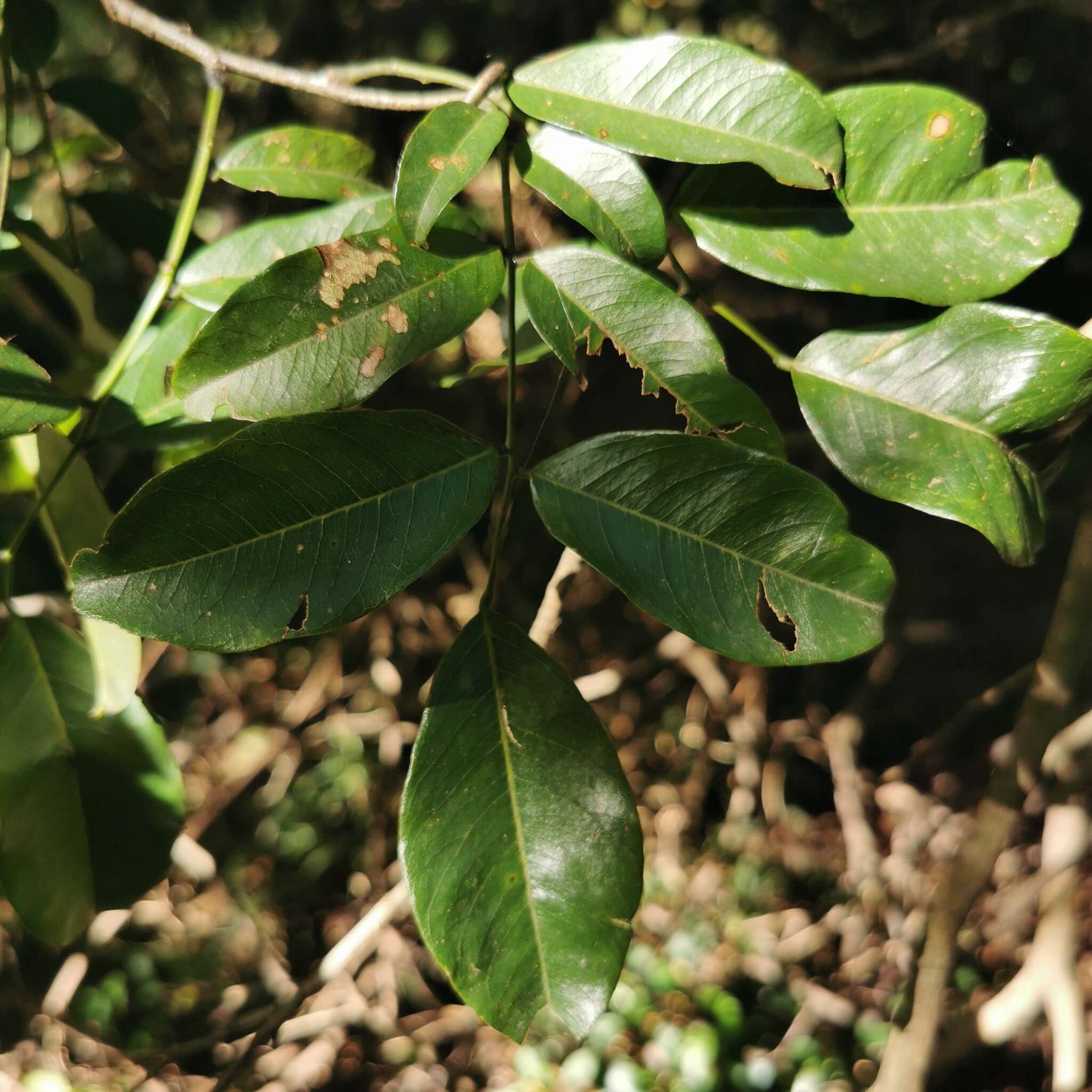 Image de Dalbergia obovata E. Mey.