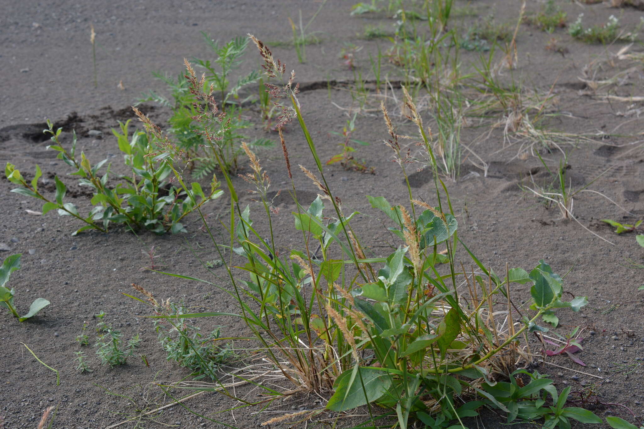 Image of Holm's reedgrass