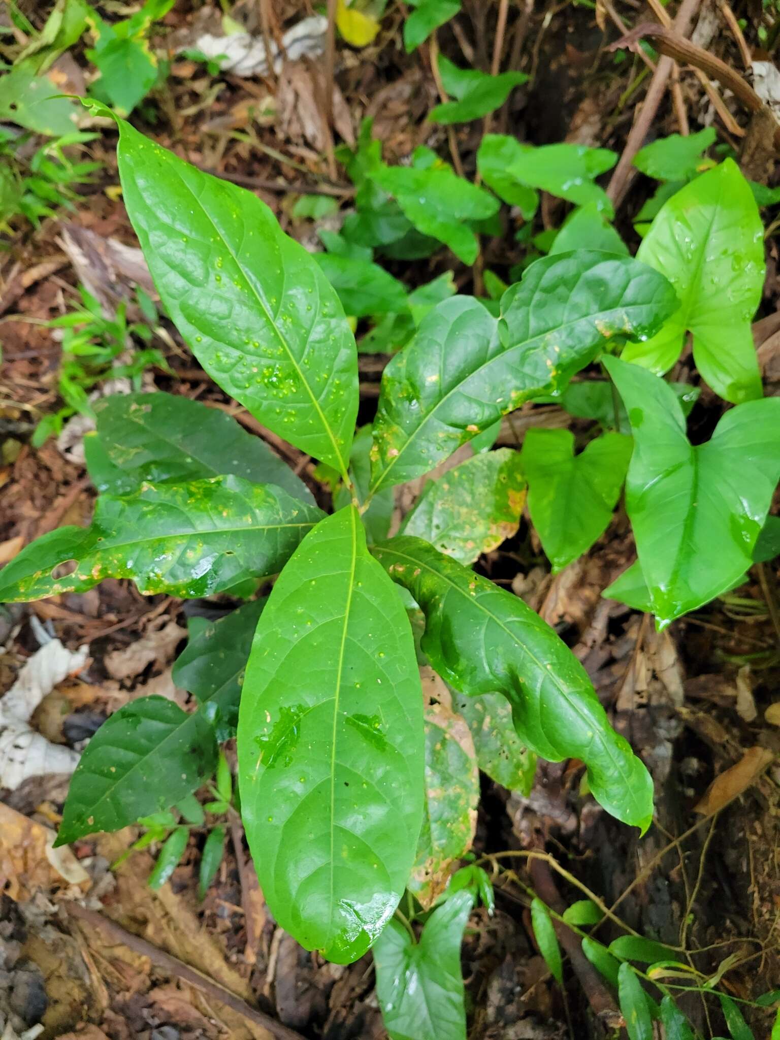 Image of loblolly sweetwood