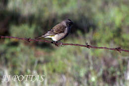 Image of Crithagra atrogularis impigra (Clancey 1959)