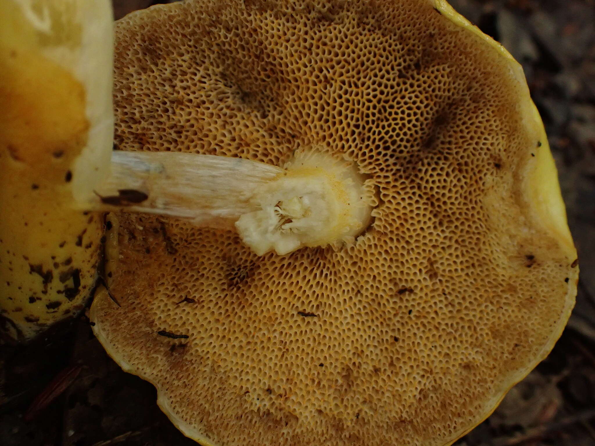Pulveroboletus curtisii (Berk.) Singer 1947的图像