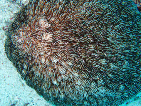 Image of dome coral