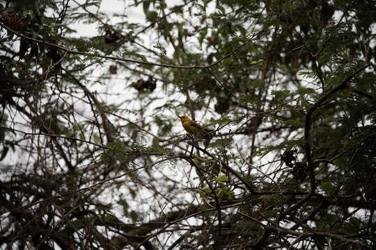 Image of Slender-billed Weaver