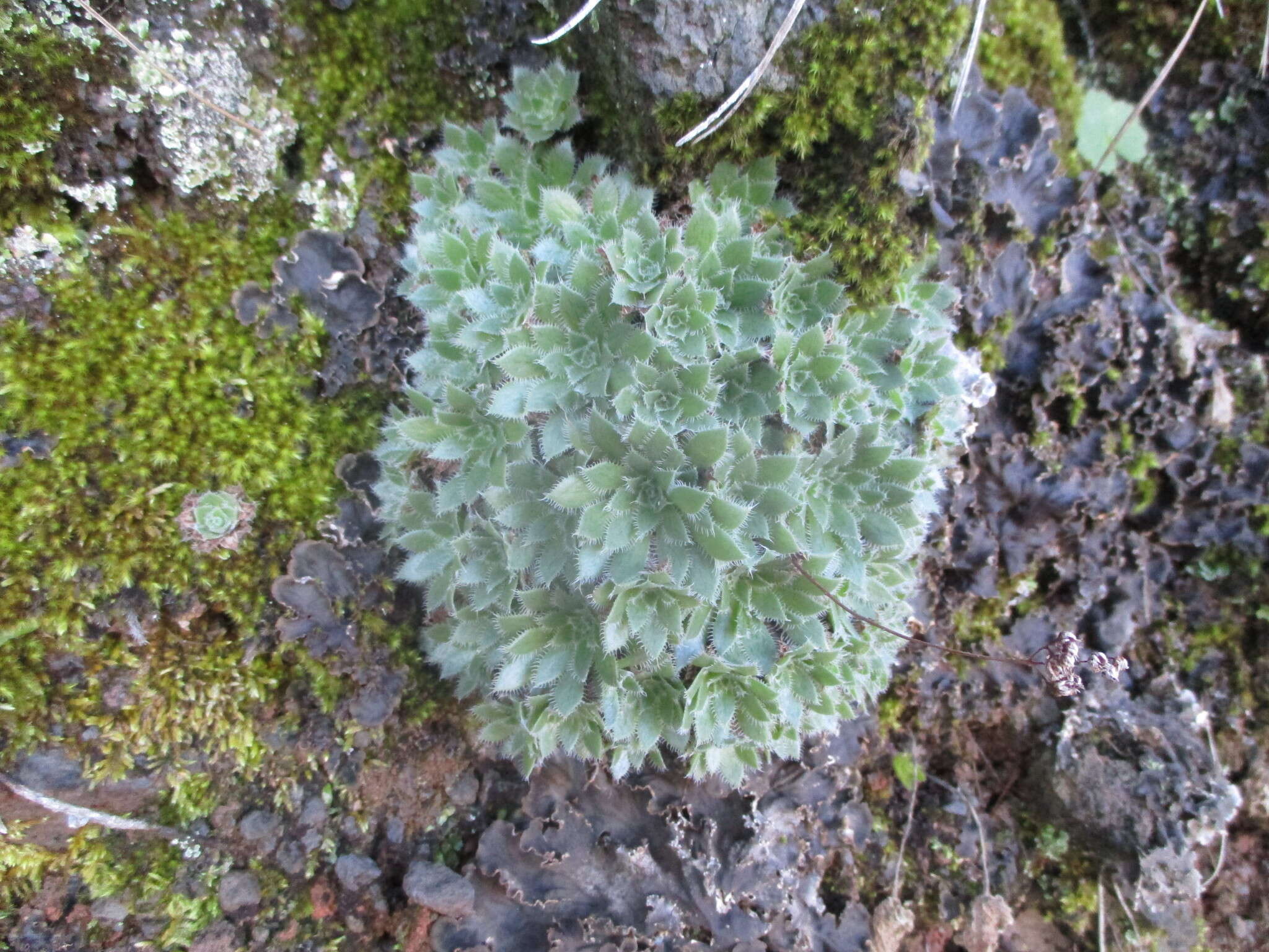 Image of Aeonium simsii (Sweet) W. T. Stearn