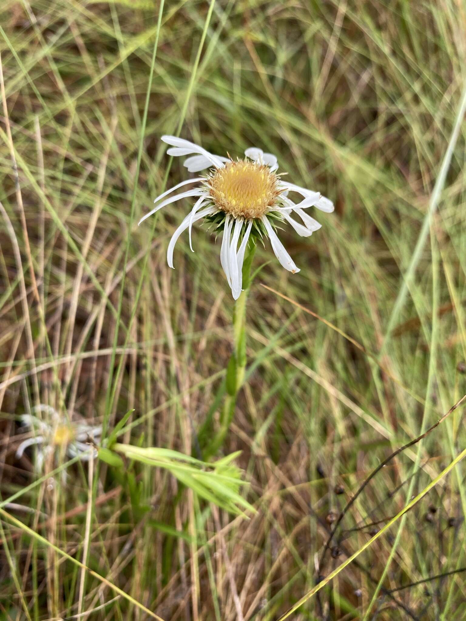 Image of Prickly Grass-Leaf-Aster