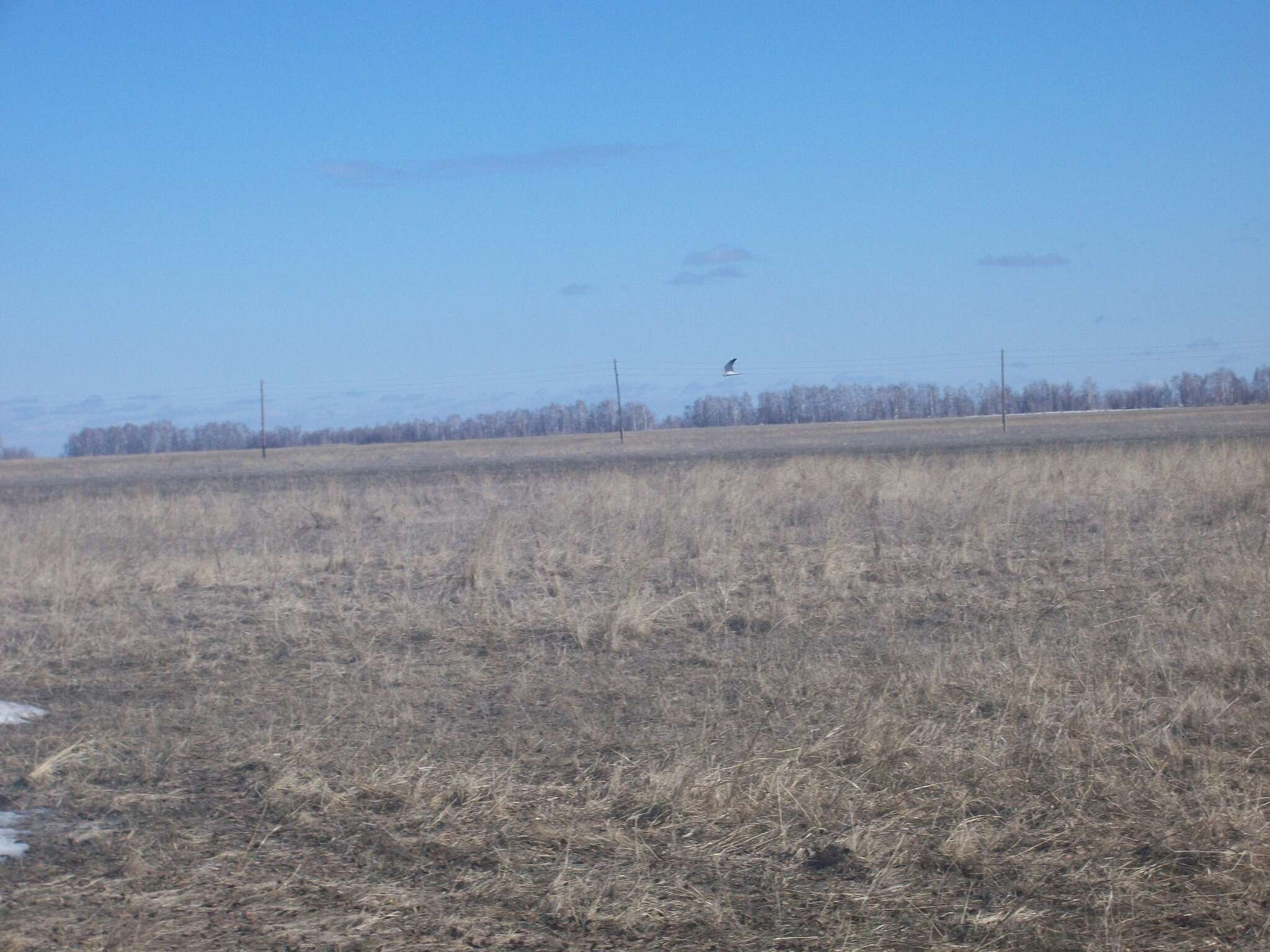 Image of Pallid Harrier