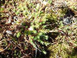 Image de Saxifraga bronchialis subsp. austromontana (Wieg.) Piper