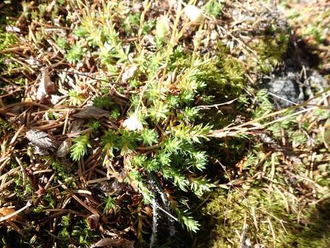 Image of Matted Saxifrage