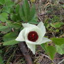 Image of Cienfuegosia rosei Fryxell