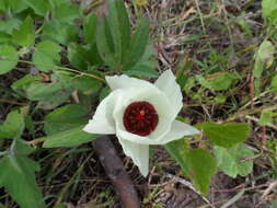 Image of Cienfuegosia rosei Fryxell