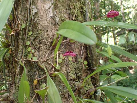 Image of Bulbophyllum corolliferum J. J. Sm.