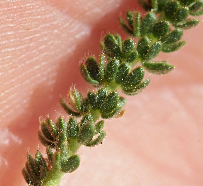 Plancia ëd Ivesia lycopodioides var. scandularis (Rydb.) Ertter & Reveal