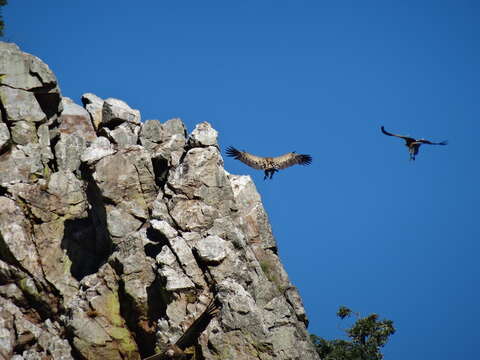 Image of Eurasian Griffon Vulture