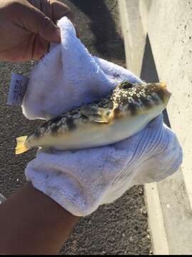 Image of Puffer