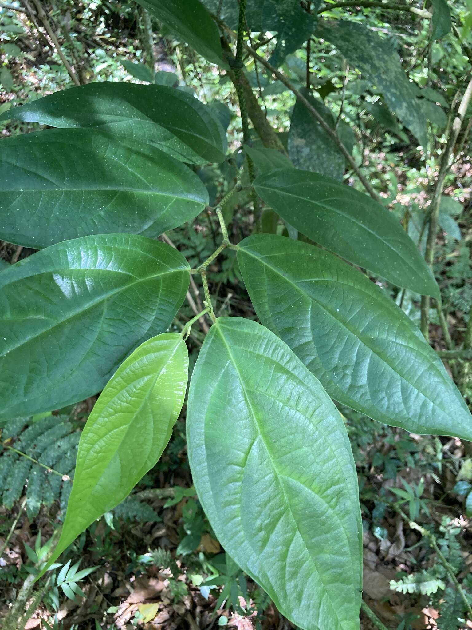 Image of Caracas pepper