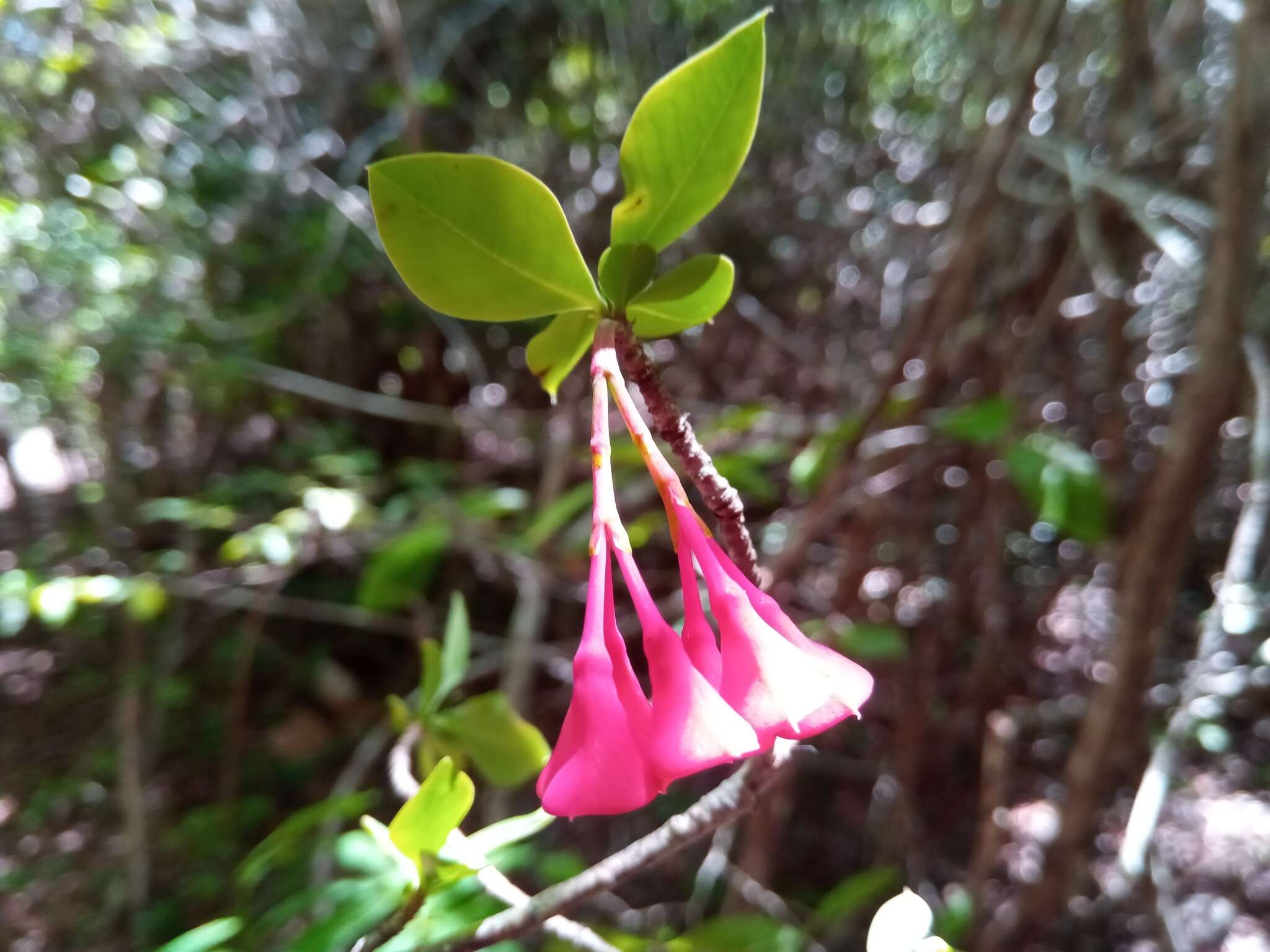 Image of Euphorbia longitubicinicyathium