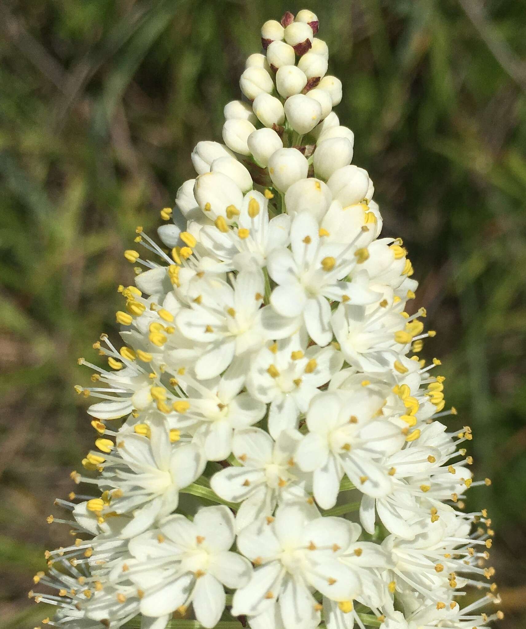 Image of Stenanthium densum (Desr.) Zomlefer & Judd