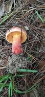 Image of Butyriboletus floridanus (Singer) G. Wu, Kuan Zhao & Zhu L. Yang 2016