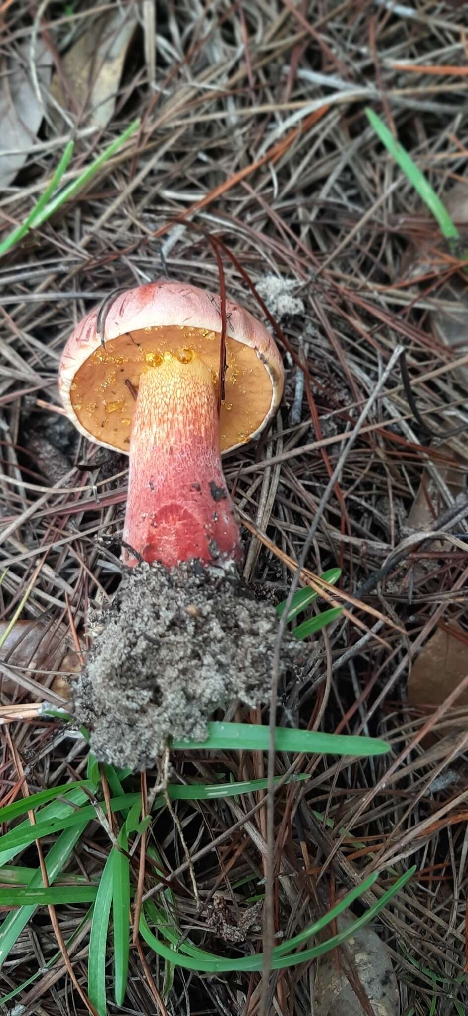 Image of Butyriboletus floridanus (Singer) G. Wu, Kuan Zhao & Zhu L. Yang 2016