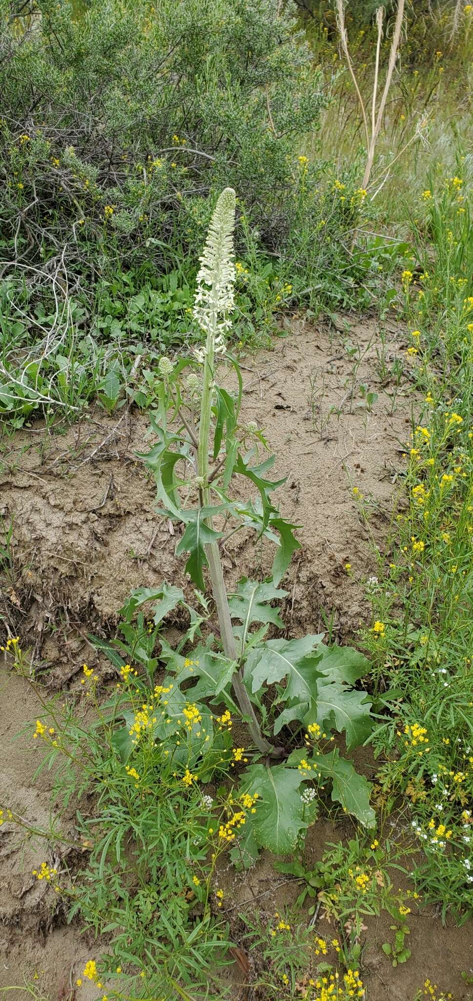 Image of cutleaf thelypody