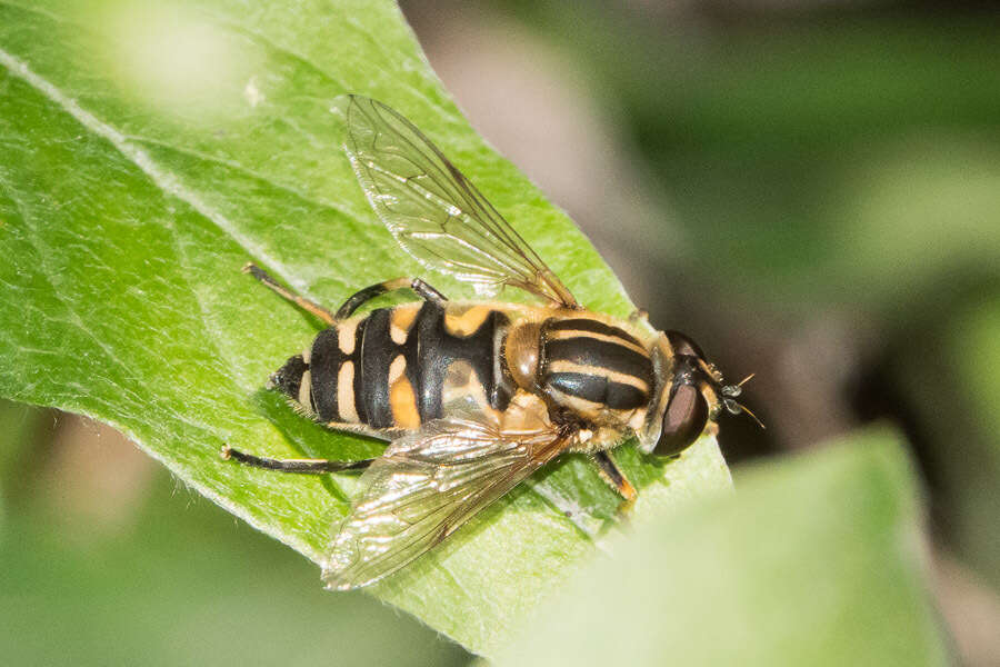 صورة Helophilus neoaffinis Fluke 1949