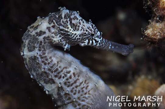 Image of Tiger Tail Seahorse