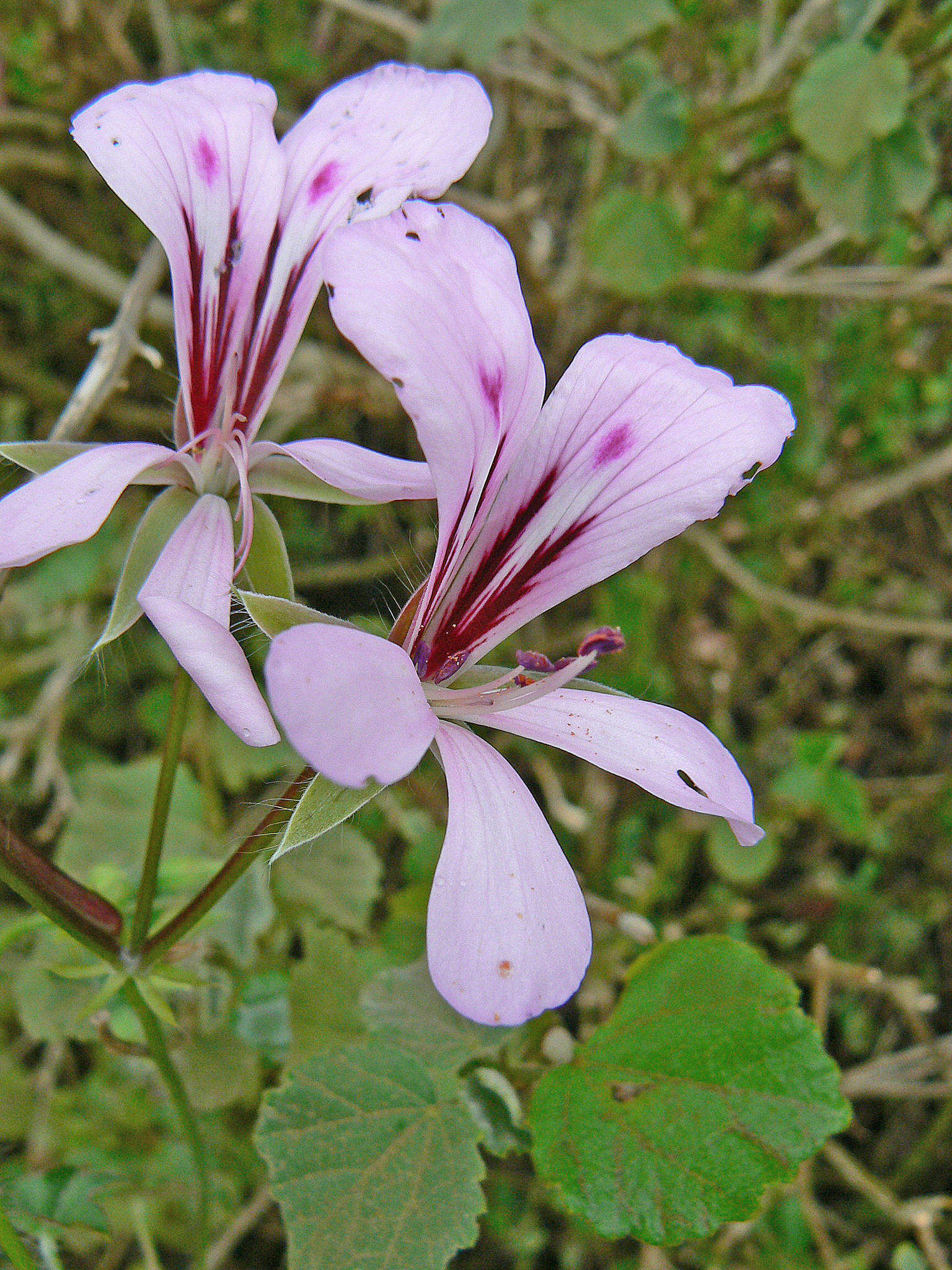 Image of Peltated Geranium