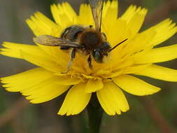 Imagem de Anthidium palliventre Cresson 1878