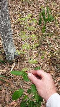 Image of Astrotricha latifolia Benth.