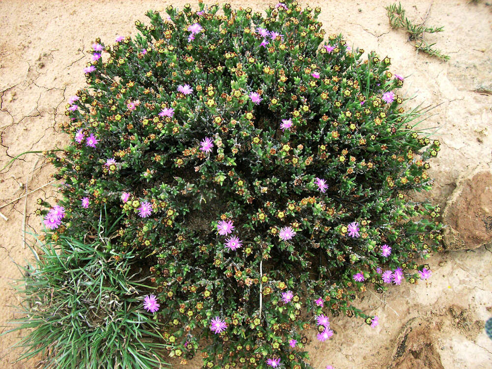 Image of Ruschia hamata (L. Bol.) Schwant.