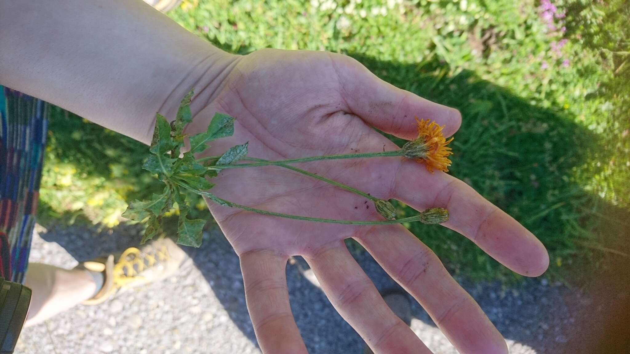 صورة Crepis aurea (L.) Cass.