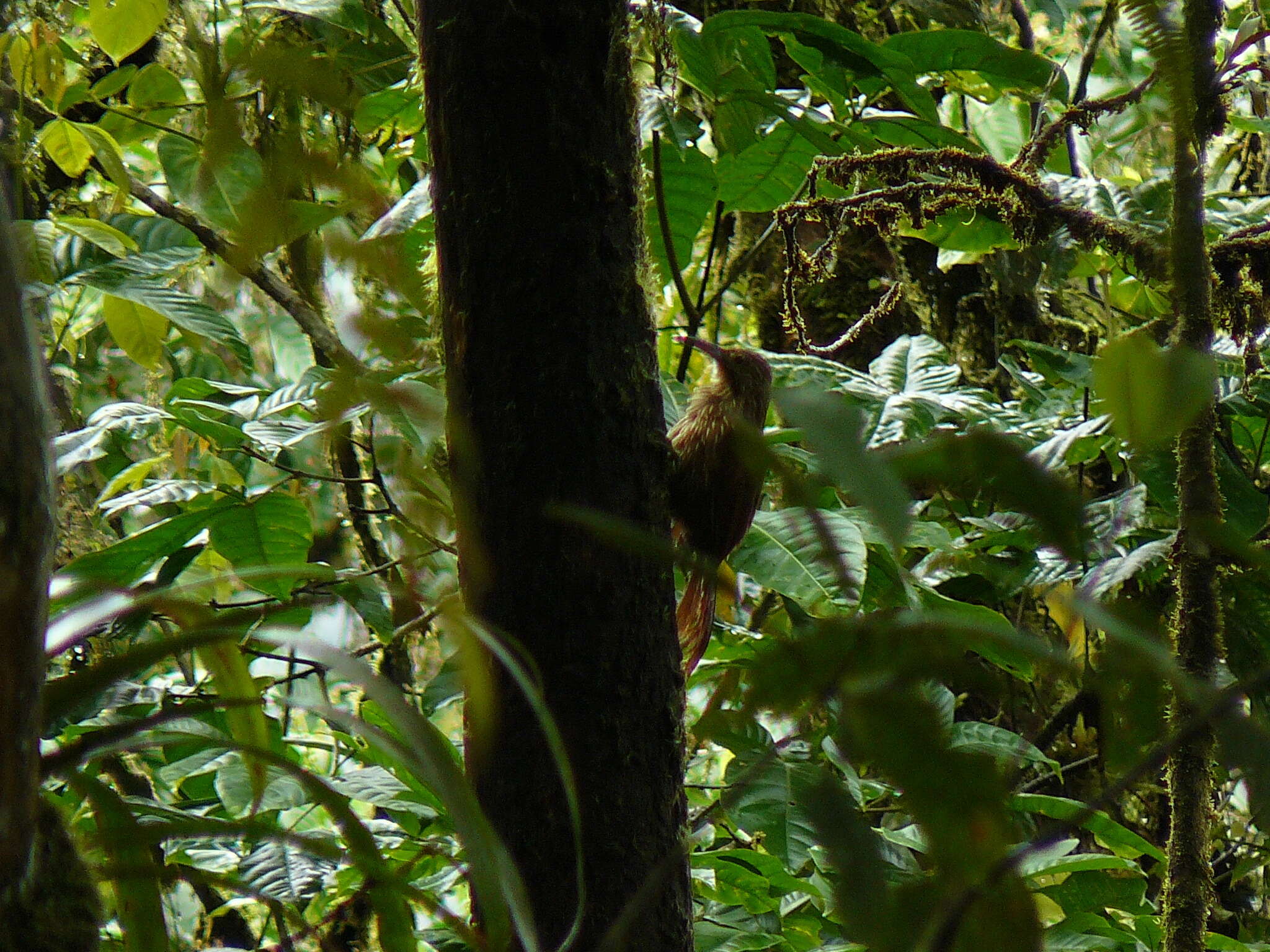 Image of Strong-billed Woodcreeper