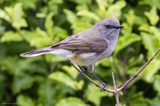 Image of Grey Gerygone