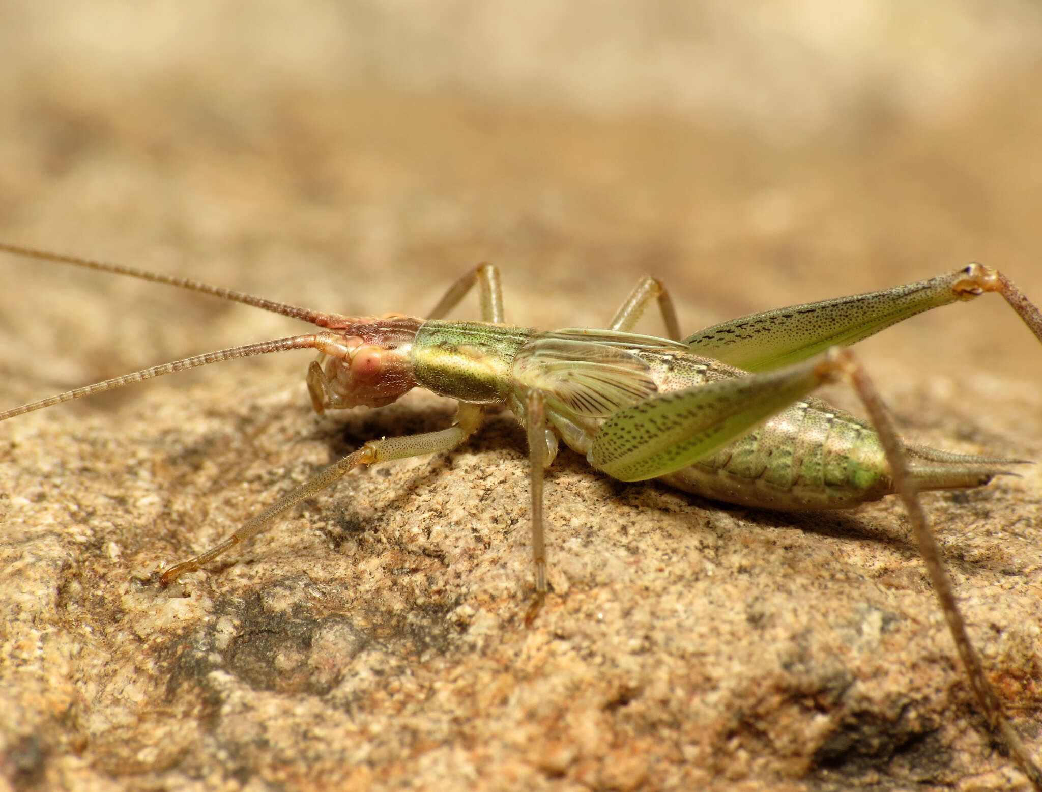 Imagem de Oecanthus californicus pictipennis Hebard 1935