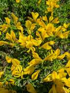 Image of Genista verae Juz.