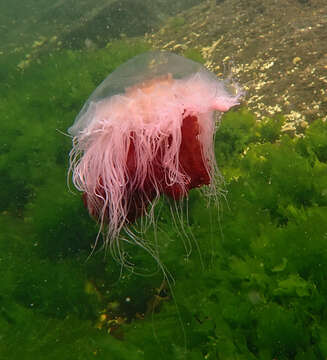 Image of lion’s mane