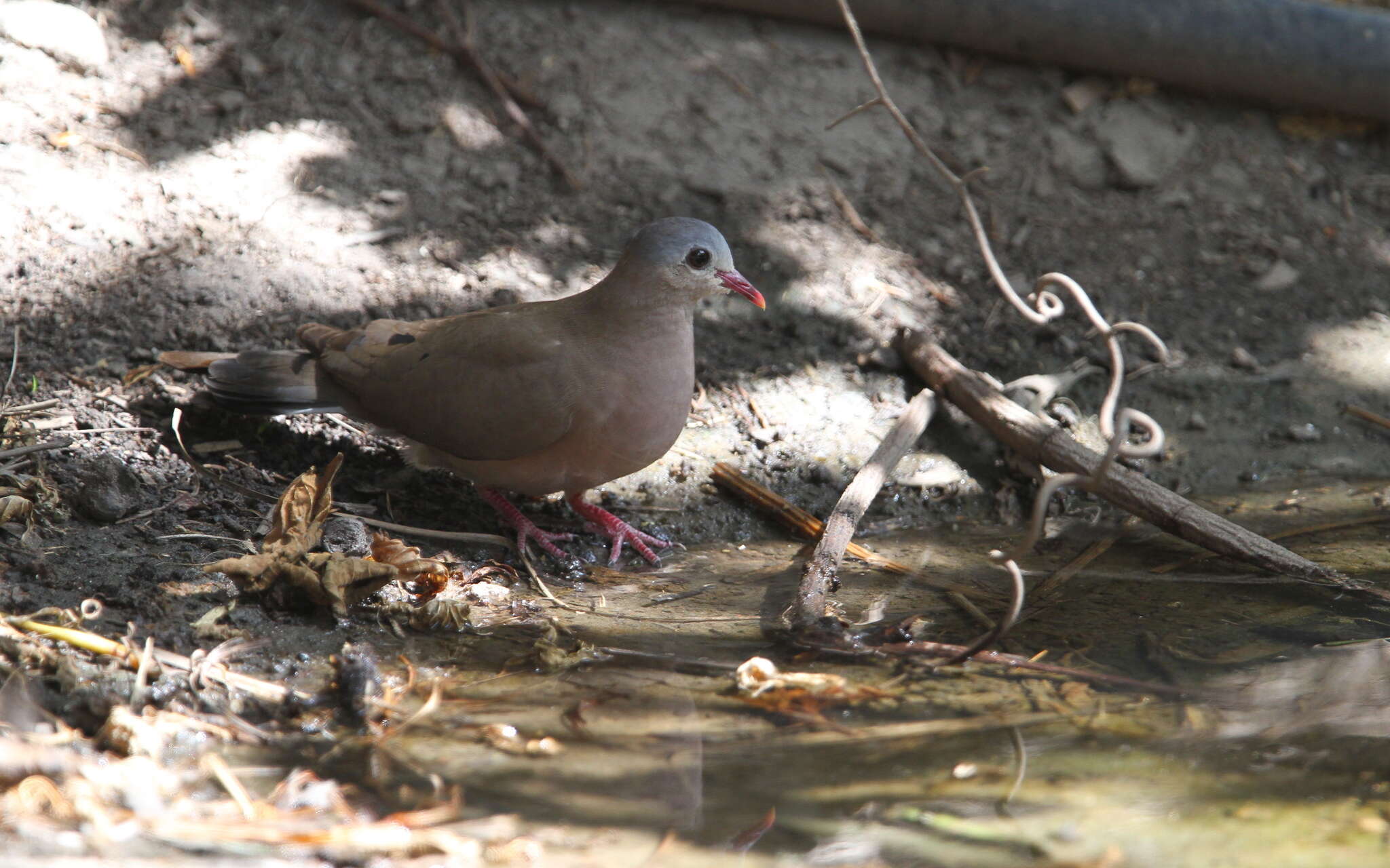 Image of Blue-spotted Dove