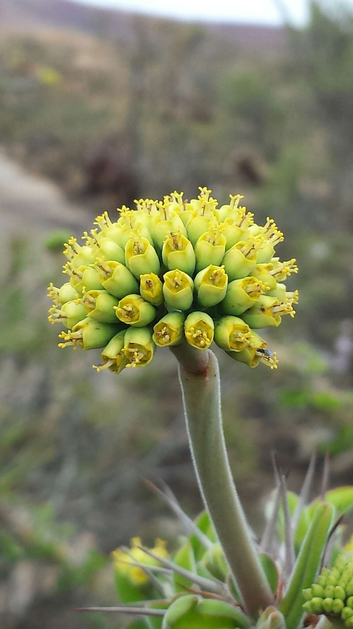 Euphorbia didiereoides Denis ex Leandri resmi