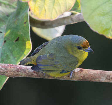 Image of Fulvous-vented Euphonia