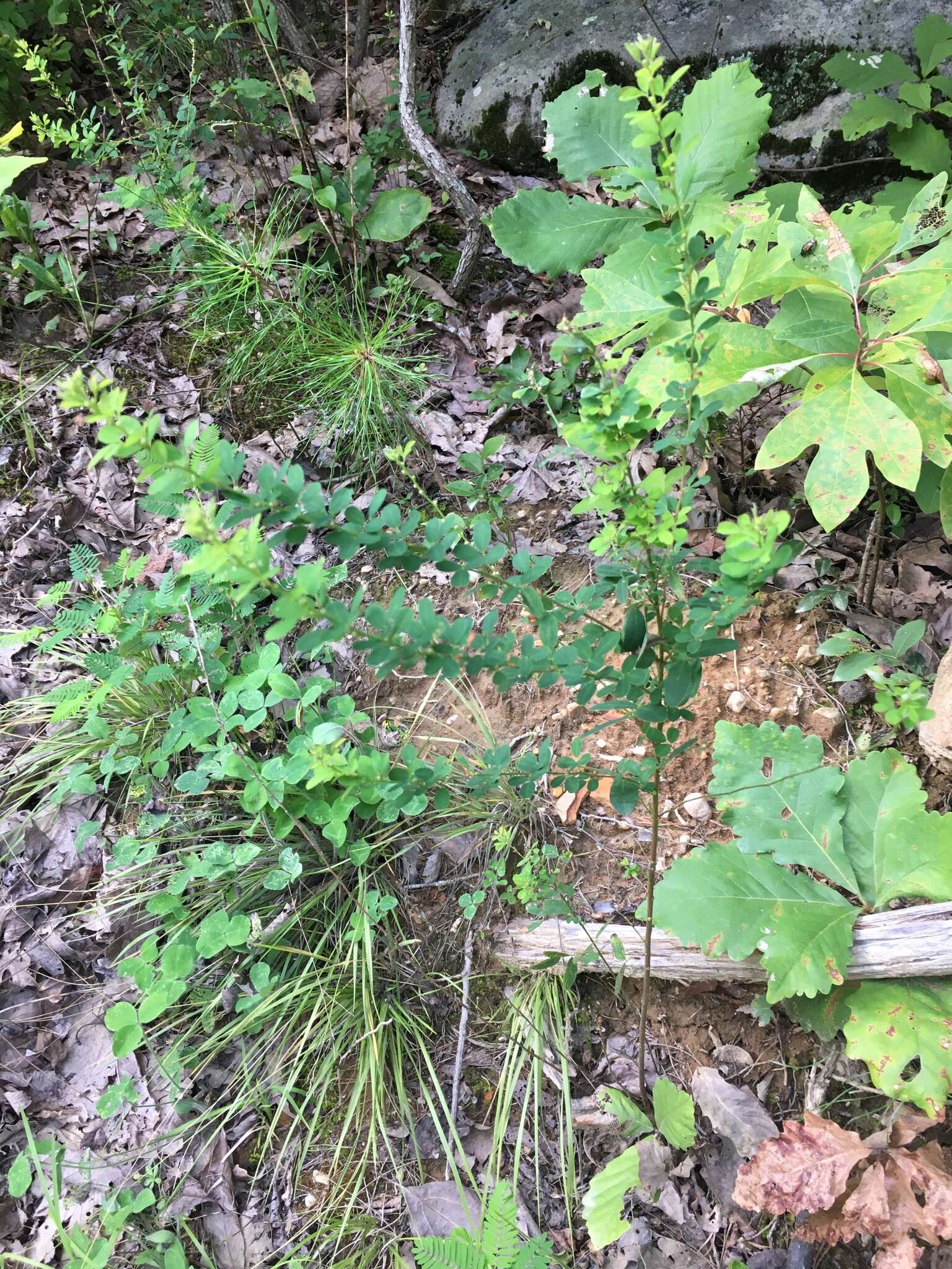 Image of violet lespedeza