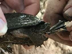 Image of Loggerhead Musk Turtle