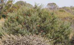 Image of Grevillea dielsiana C. A. Gardner