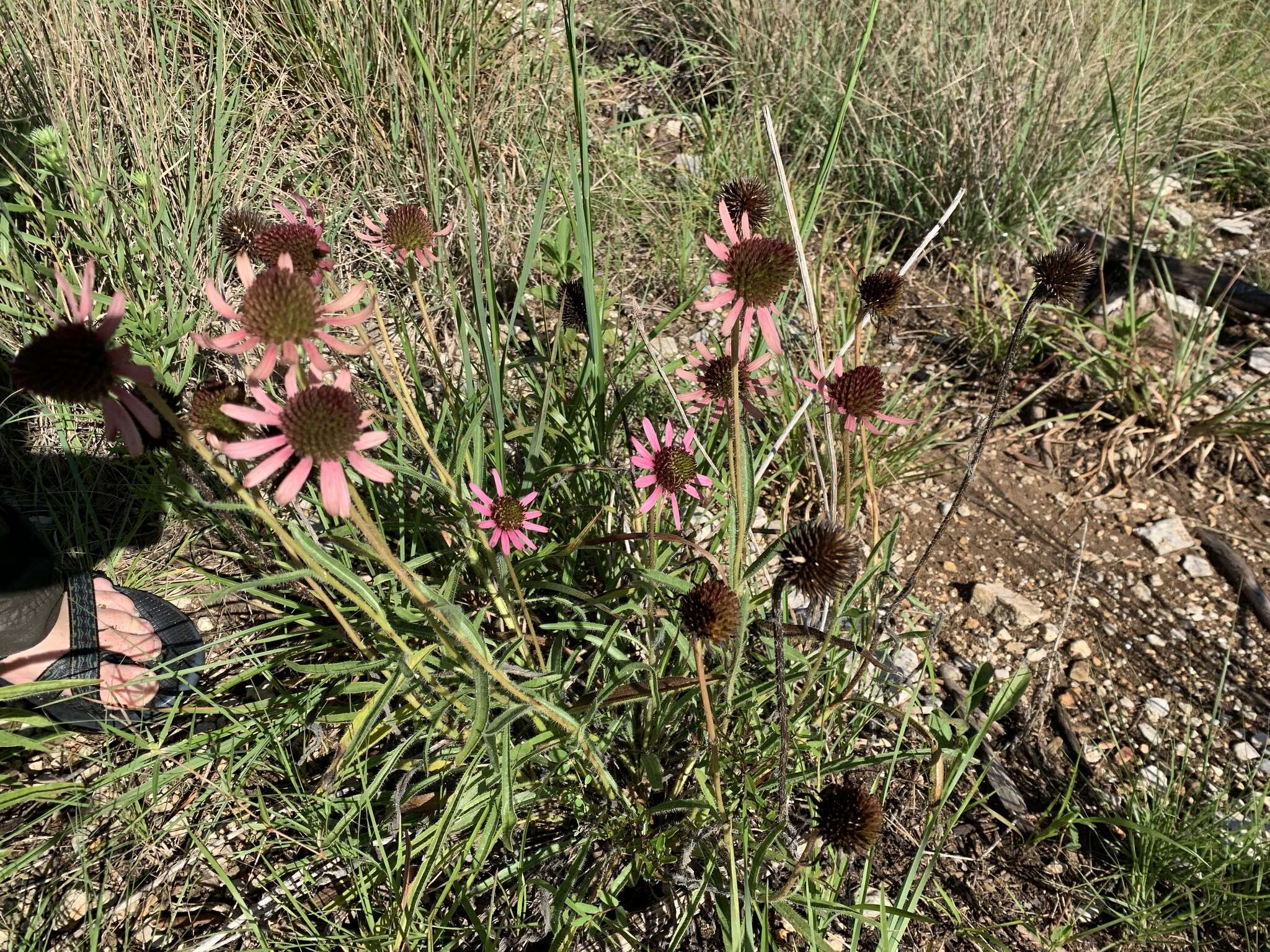 Image of Tennessee purple coneflower