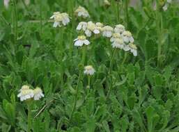 Achillea erba-rotta subsp. erba-rotta resmi