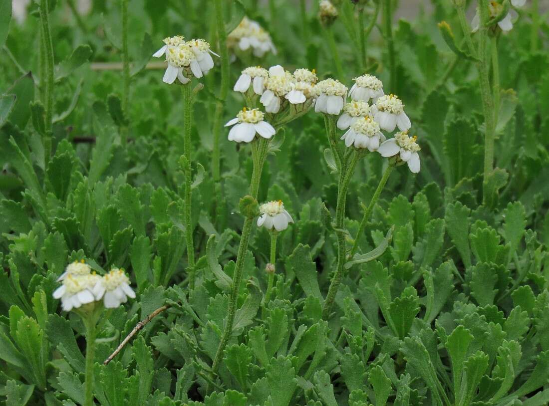 Achillea erba-rotta subsp. erba-rotta resmi