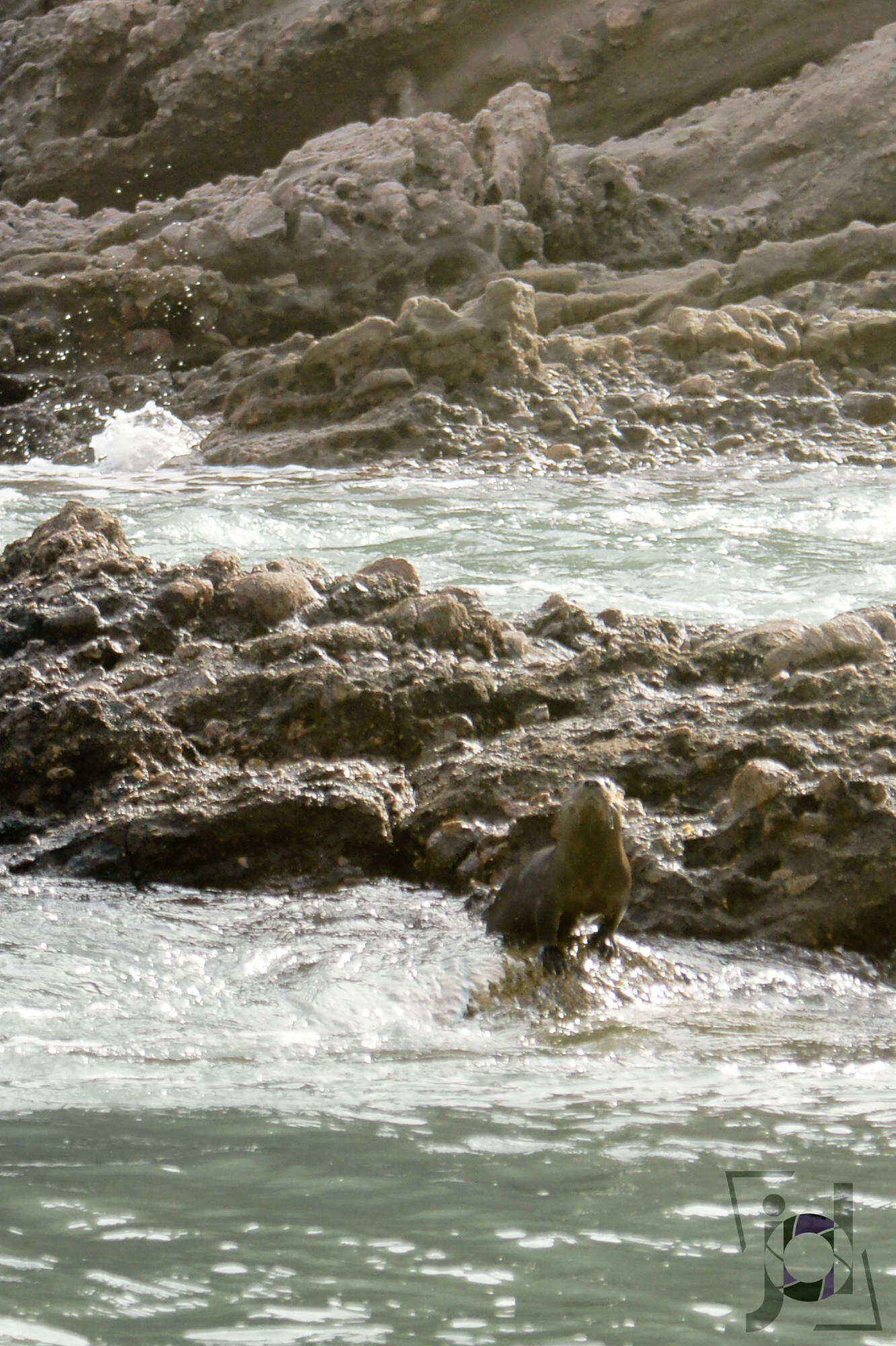 Image of Marine Otter